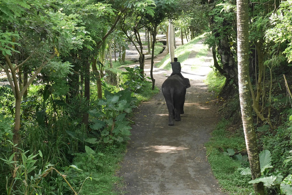 Mahout for a Day