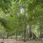 3. Desa Lontoir