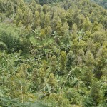 Air Terjun Bertingkat